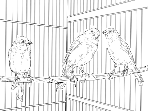 Domestic Canaries Coloring Page